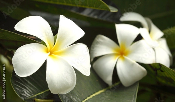 Obraz close-up shoot frangipani