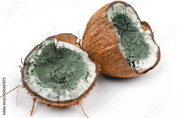 Fototapeta Rotten moldy coconut close up. Two halves of coconut spoiled by mold isolated on white