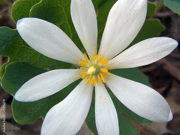 Obraz bloodroot