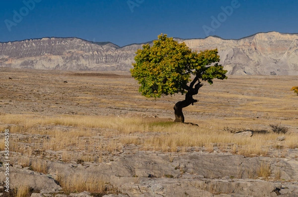 Obraz tree in the desert