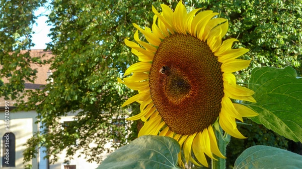 Obraz Helianthus annuus