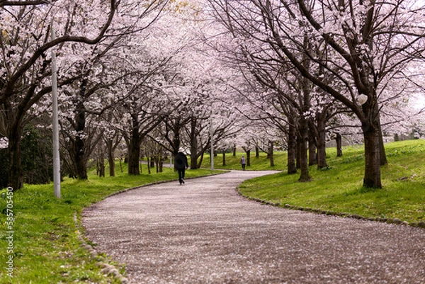 Obraz 公園の桜並木