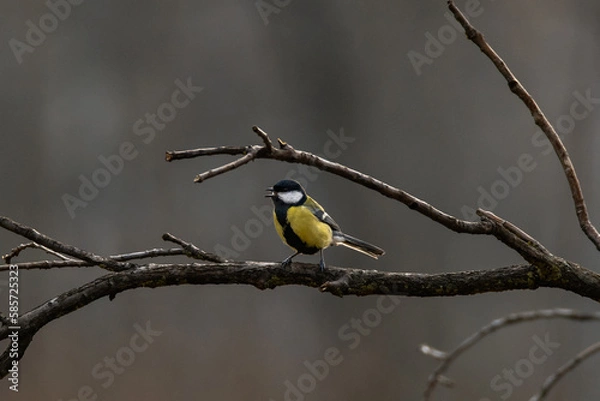 Obraz Great tit in a forest