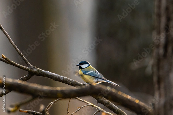 Obraz Great tit in a forest
