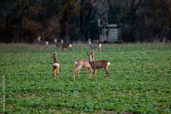 Obraz Roe deer grazing in a field.