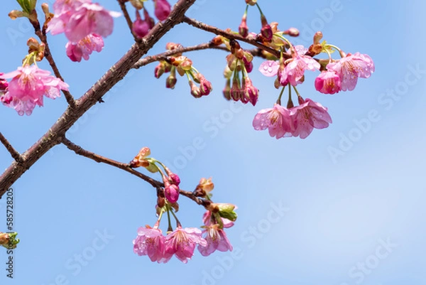 Fototapeta 早咲きの河津桜