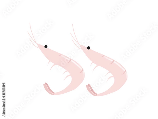 Obraz 富山名産白エビ