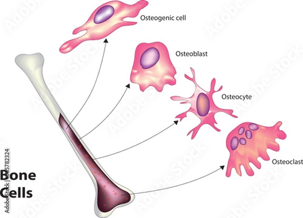 Obraz bone cells