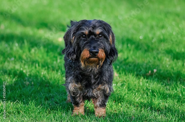 Obraz Dackel auf Wiese 