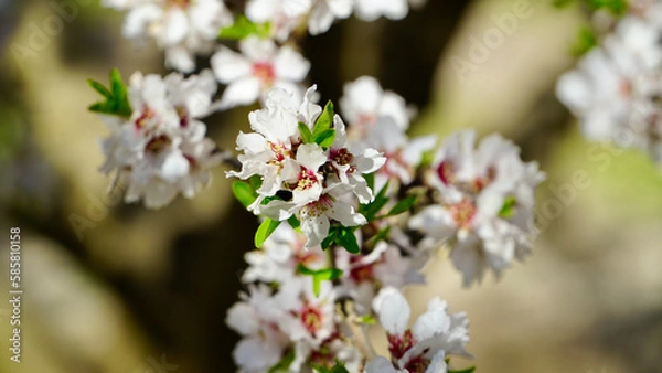 Obraz White cherry blossom