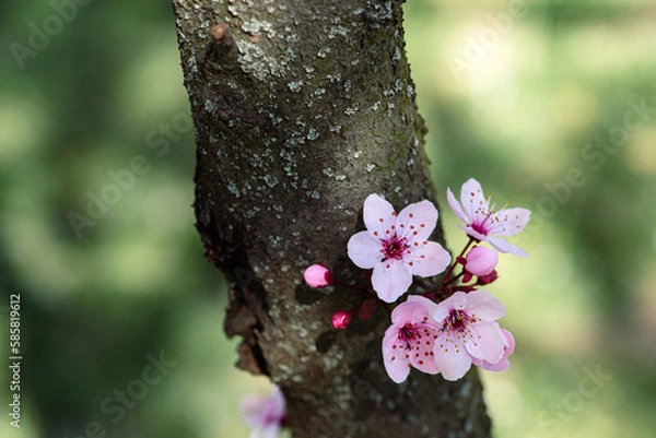 Obraz Close up of spring flowers isolated on white, with clipping path. Minimalistic style pink spring cherry blossom in white natural blue sky background	