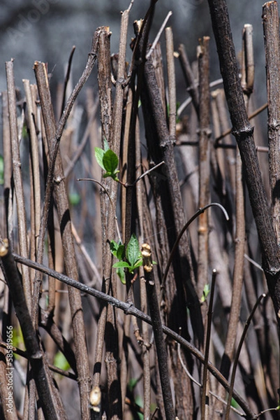 Fototapeta Close up of a bright green spring branch with new  leaves on a natural old wooden branch background. Minimalistic style of macro spring leaves in wooden background with space for text