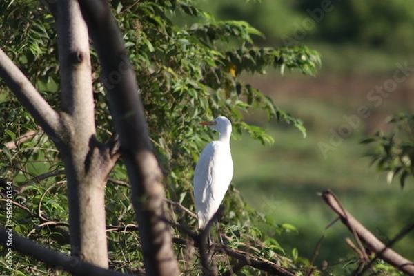 Fototapeta A white egret sitting on a tree branch and looking to left