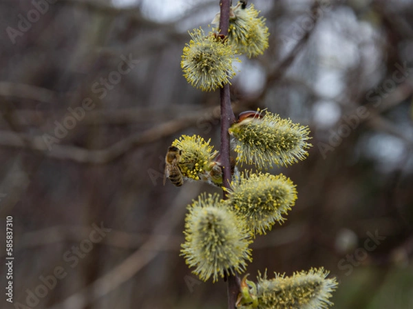 Fototapeta Spring willow and the first bee.
