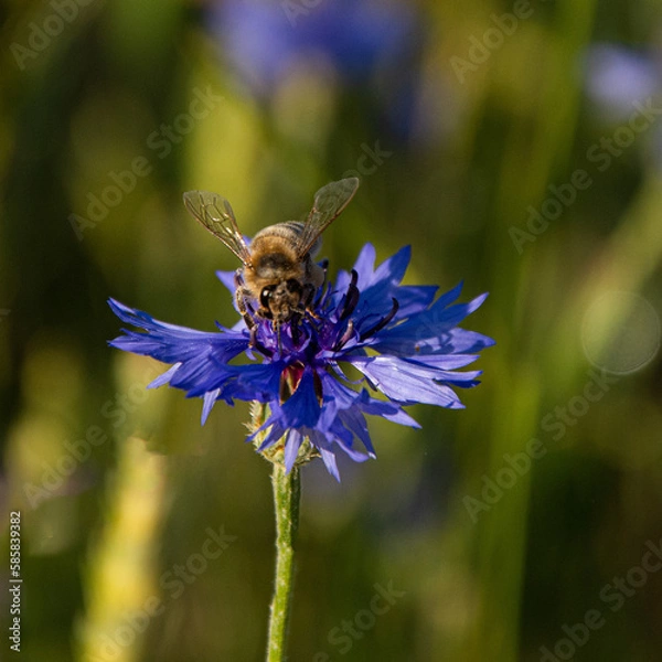 Fototapeta Beautiful plum blossoms in spring evening