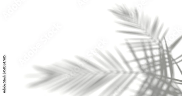 Fototapeta coconut tree branch shadows, silhouette on white background, black and white background, abstraction, 3d render