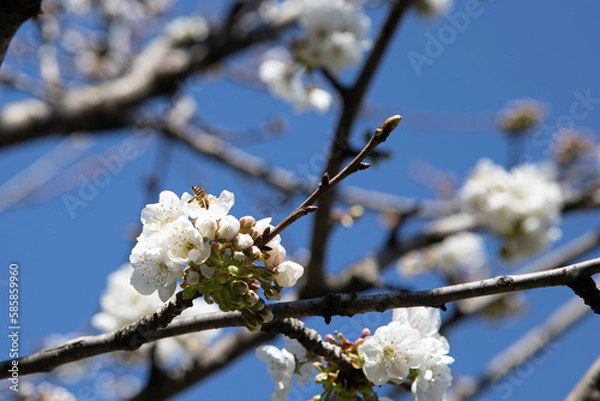 Fototapeta Bee on the cherry tree
