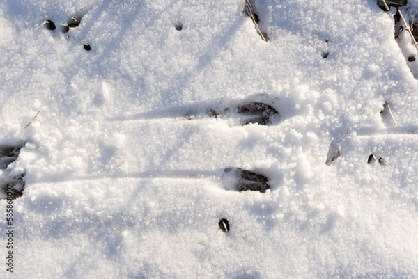 Fototapeta Whitetail deer tracks in the snow.
