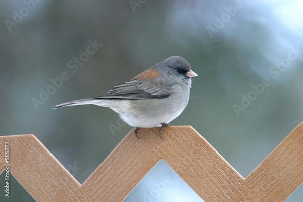 Obraz the junco sparrow