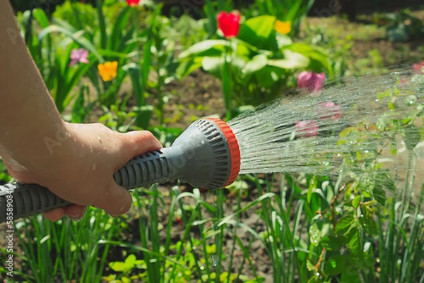 Obraz Watering flowers
