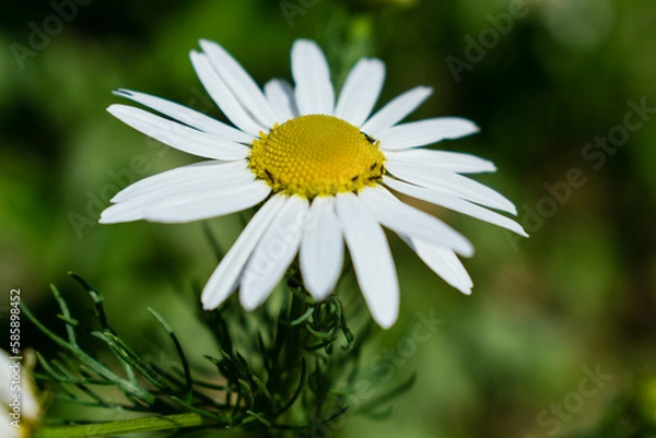 Obraz Scentless Mayweed