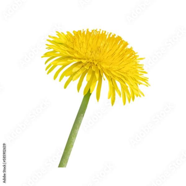 Fototapeta One yellow dandelion isolated on white background. Close-up, side view.