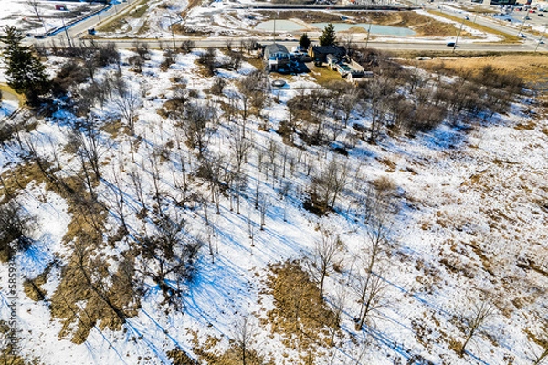 Obraz trees in the snow