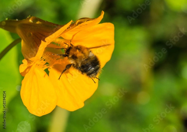 Fototapeta Flying Into Bloom