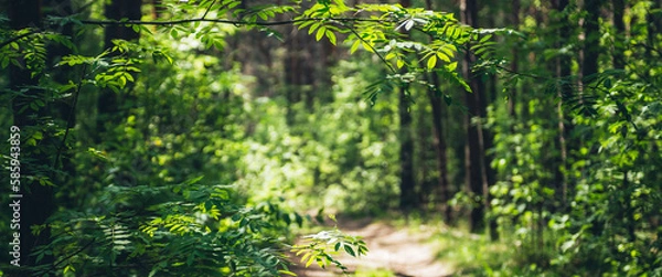 Fototapeta Beautiful branch with vivid green leaves on sunny bokeh background of greenery. Scenic forest view with lush vegetation in sunlight. Rich flora of dense forest in sunshine. Picturesque summer scenery.