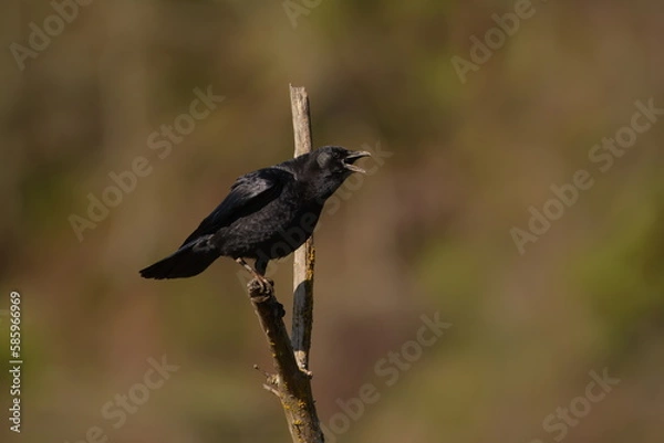Obraz American Crow Calling