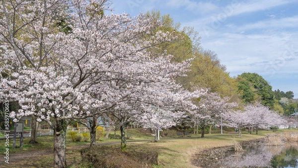 Fototapeta 日本の風景｜春の桜と池・千葉市　大百池公園