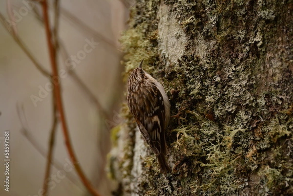 Obraz Brown Creeper on a tree trunk