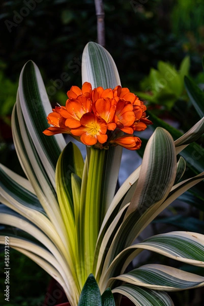 Obraz Blooming Clivia