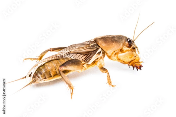 Obraz Isolated Mole Cricket