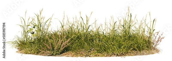 Obraz grass patch with herbs and wildflower, meadow scene isolated on transparent background banner