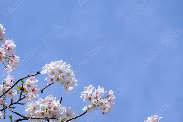 Obraz 桜