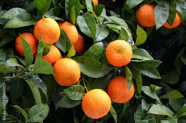 Obraz Orange tree with ripe oranges-horizontal