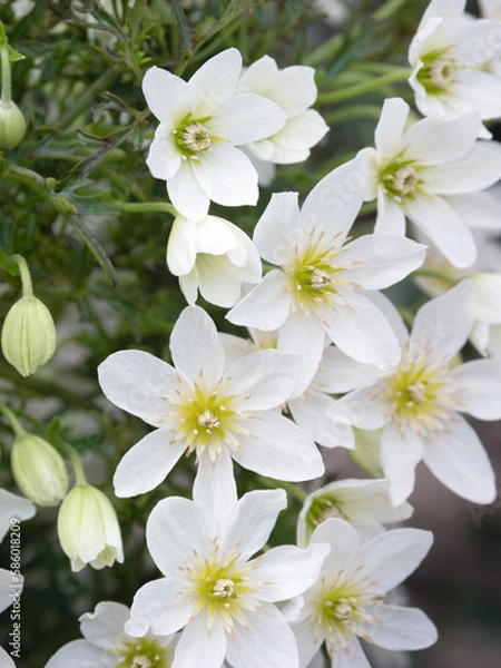 Fototapeta 常緑クレマチスの花