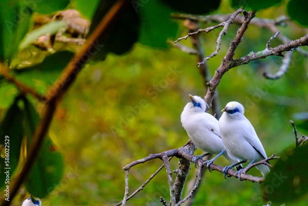 Fototapeta Bali Starling (Jalak Bali), Leucopsar rothschildi. Bali starling is faced extinction and now only there are 400 of them in the world. 