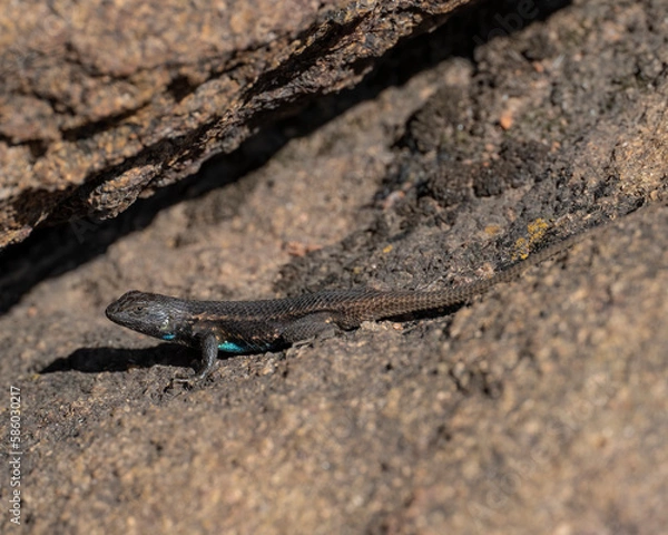 Fototapeta Prairie Lizard