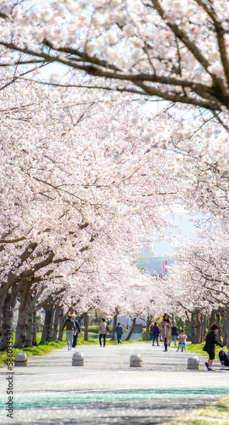 Obraz 日本の桜並木