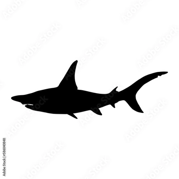 Fototapeta Hammerhead shark  vector 4