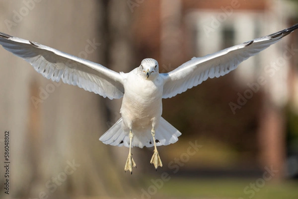 Fototapeta bird in flight