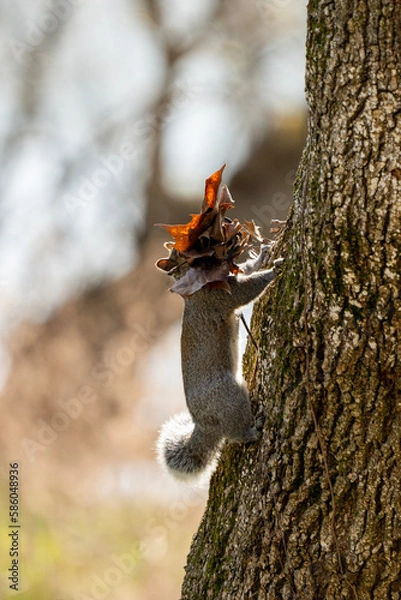 Fototapeta squirrel on tree with leaves