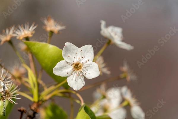 Fototapeta tree blossom