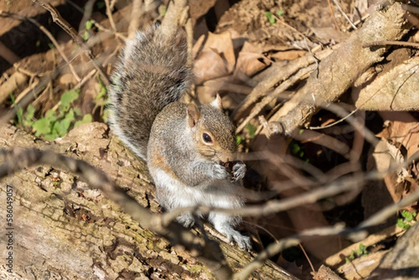 Fototapeta squirrel eating nut