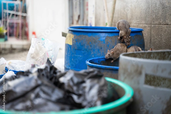 Fototapeta Rats are in the trash to eat. Stinky and damp. Selective focus