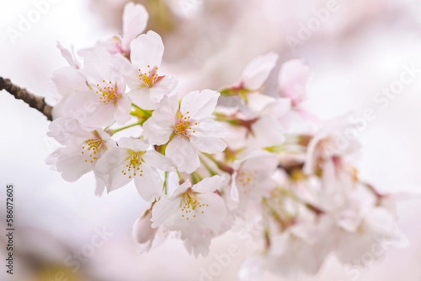 Fototapeta 雨に濡れた桜