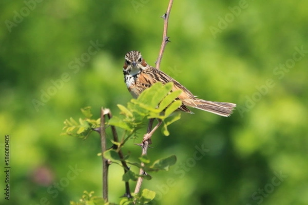 Obraz 草原の見張り役