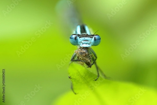 Obraz 羽を休めるトンボ